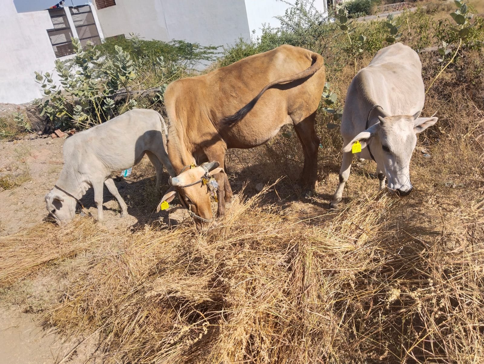 Cow Welfare & Care